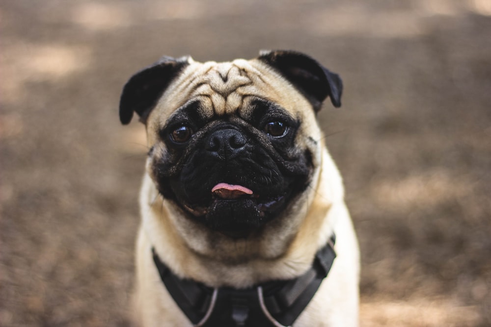 focus photography of fawn pug