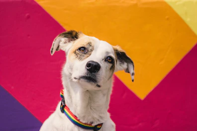 Colorful dog collars and leashes displayed on a wooden shelf