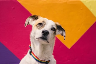 Colorful dog collars displayed on a wooden table with natural light
