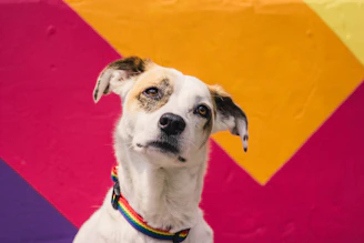 Colorful pet collars and leashes displayed on a wooden table