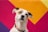 A white dog with brown patches is wearing a colorful rainbow collar. The background features a vibrant geometric pattern with shades of pink, yellow, and orange.