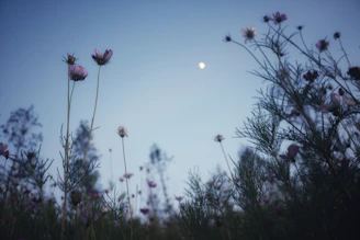 A serene woman in white sitting peacefully under moonlight surrounded by soft glowing flowers.