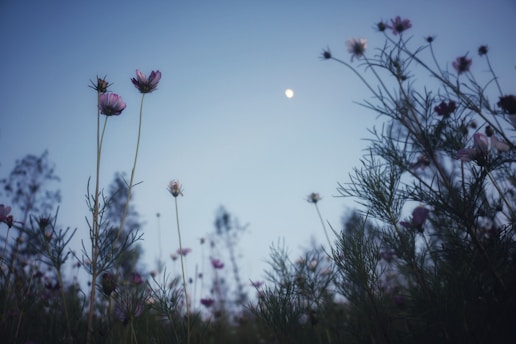 A serene night garden with blooming evening primrose and honeysuckle under soft moonlight.