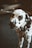 dalmatian dog