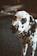 dalmatian dog