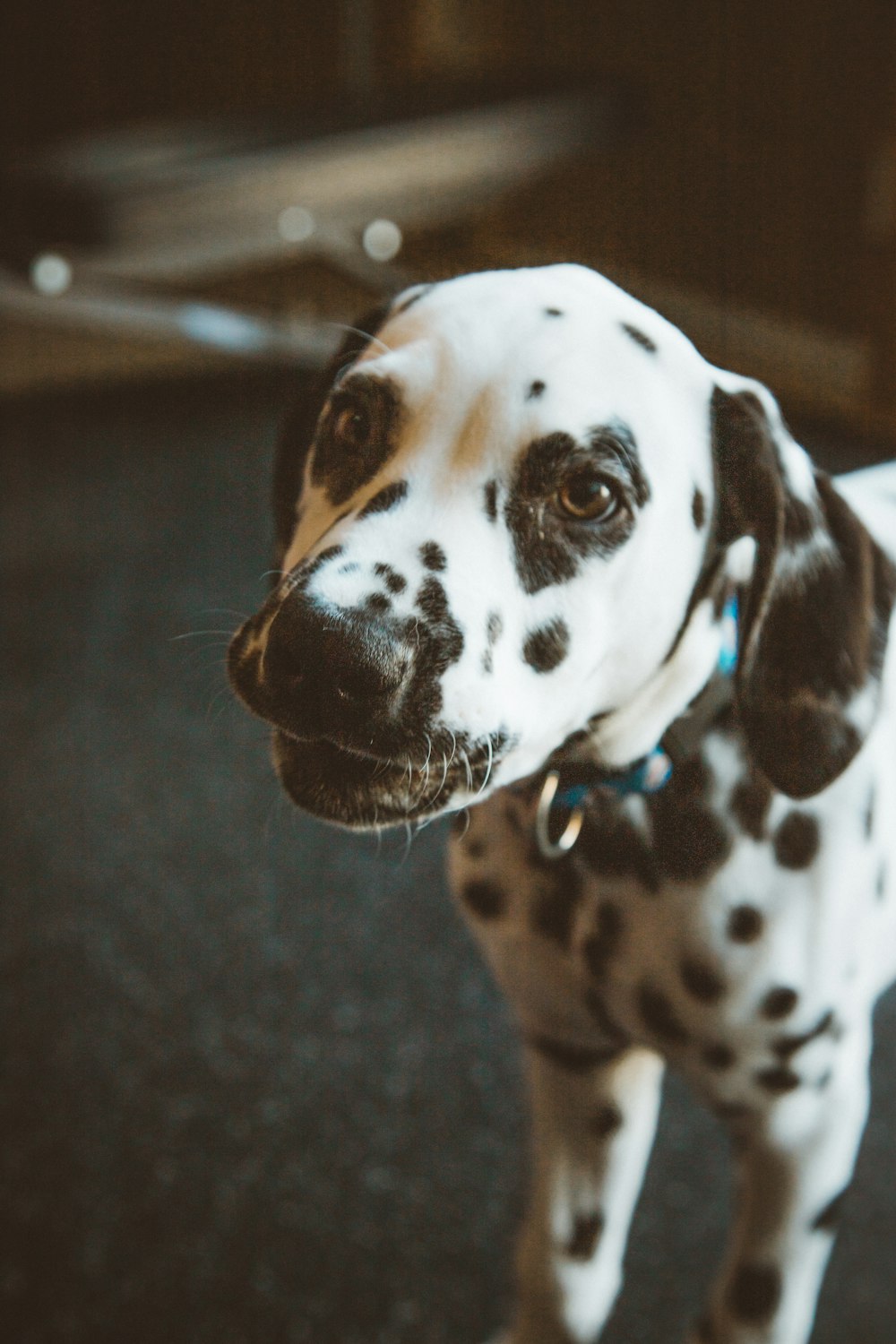 dalmatian dog