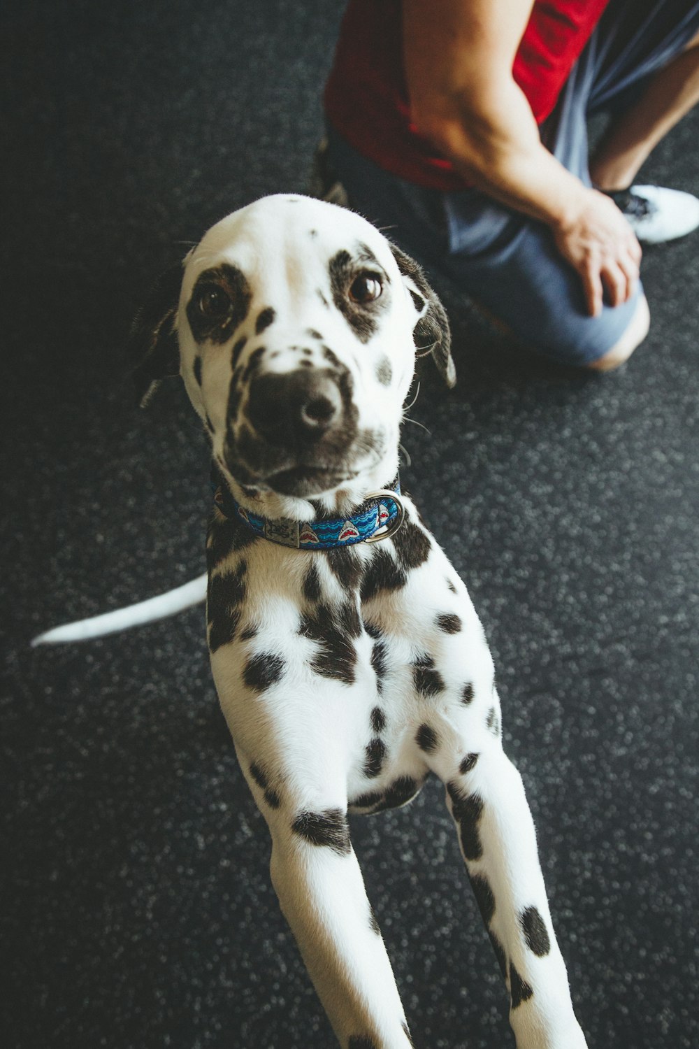 dalmatian puppy near man in blue shorts kneeling