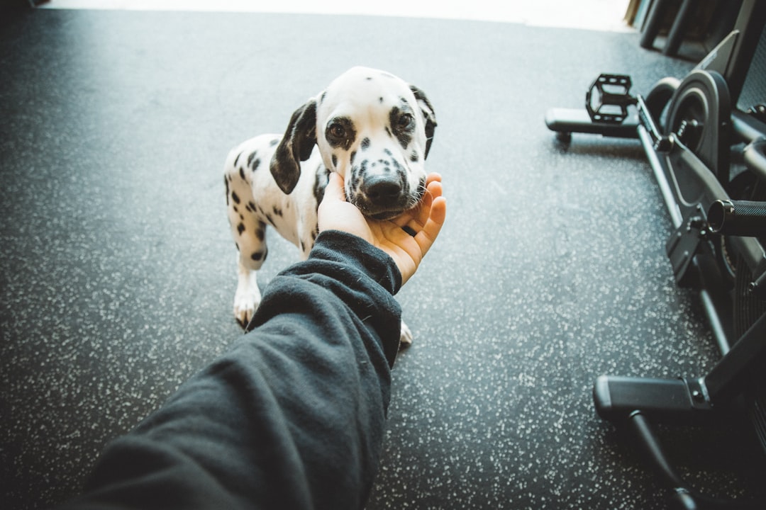 white and black dalmatian puppy