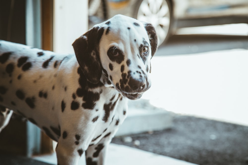 dalmatian puppy