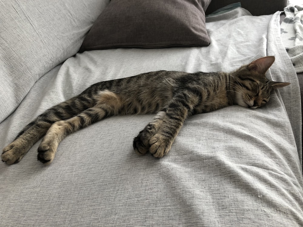 brown tabby cat lying n gray sofa