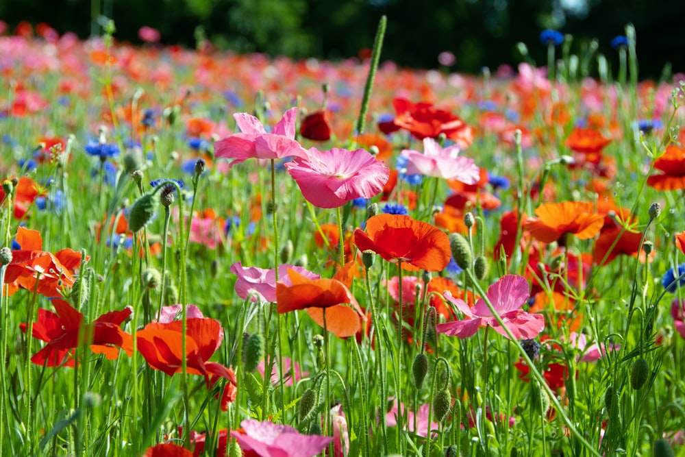 bed of red and pink poppies