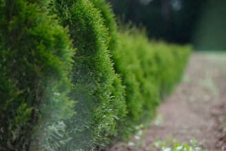 evergreen bushes