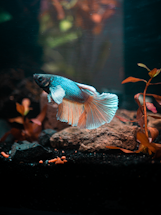 A cozy home aquarium with colorful betta fish swimming gracefully.