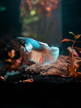 A betta fish with vibrant blue and orange colors swims gracefully in an aquarium. The background is adorned with dark rocks and plant leaves with shades of green and rust, creating a natural underwater scene.