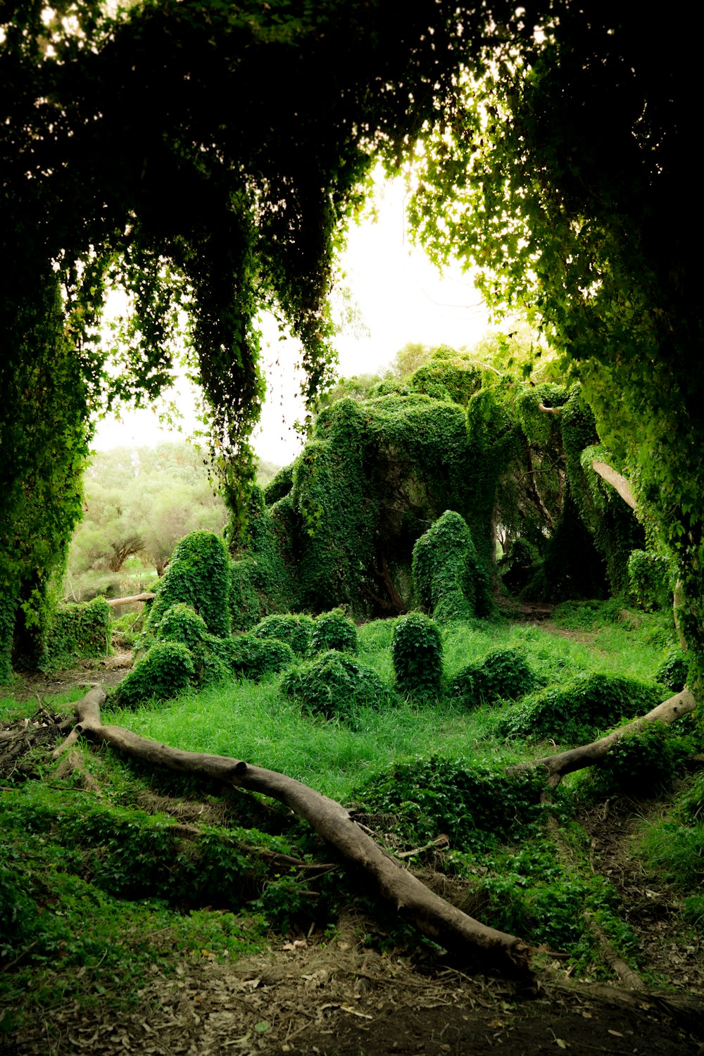 Plantas verdes durante el día