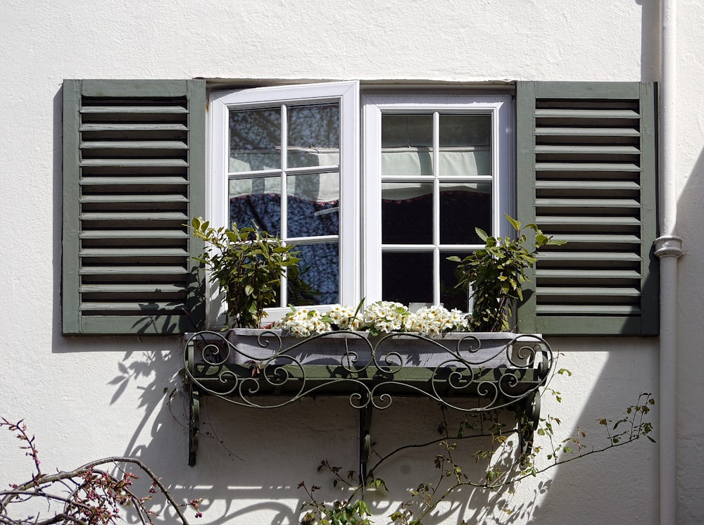 white-flowering plant near glass window