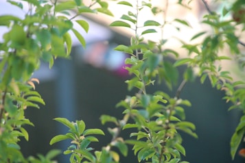 Green leaves and branches of a plant are prominently featured, with a blurred background that suggests a sunny and serene outdoor setting.