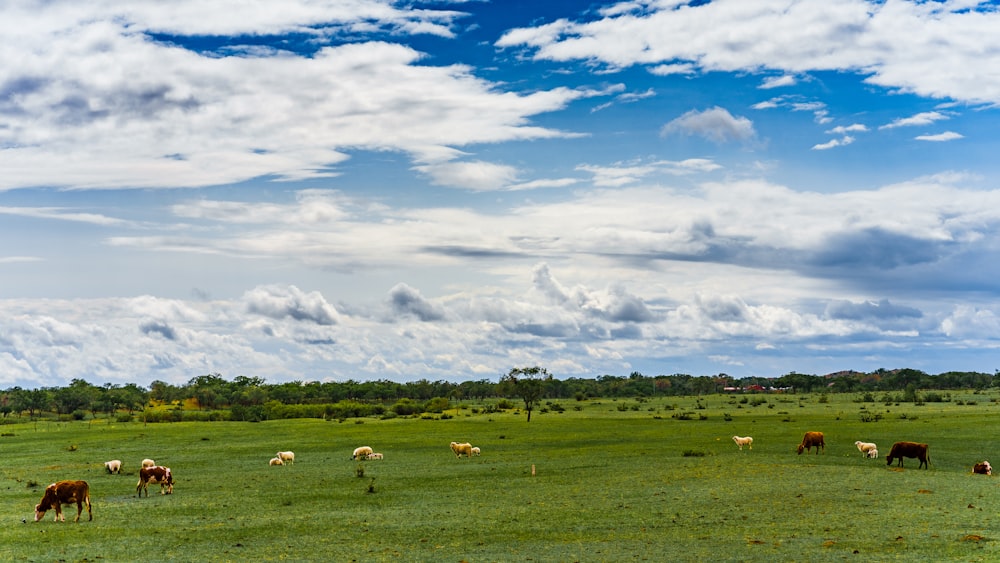 horses on grass field