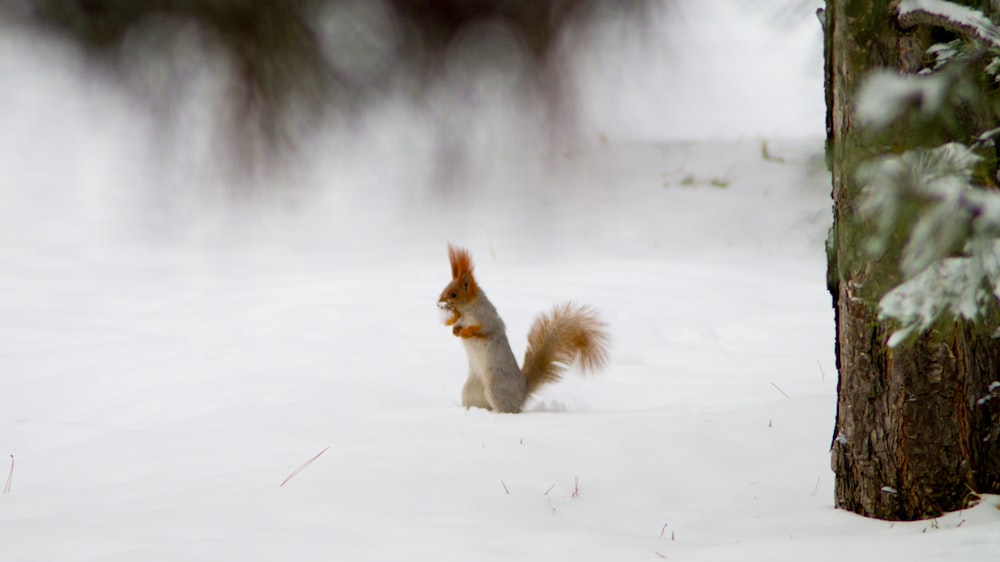 a squirrel is standing in the snow near a tree