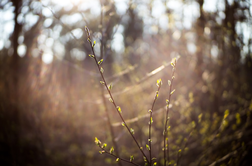 Plantes vertes sur la photographie de mise au point