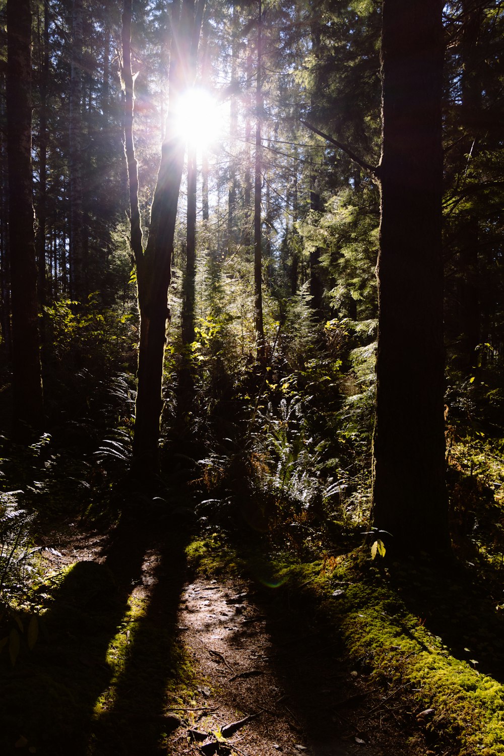 silhouette of trees during daytime