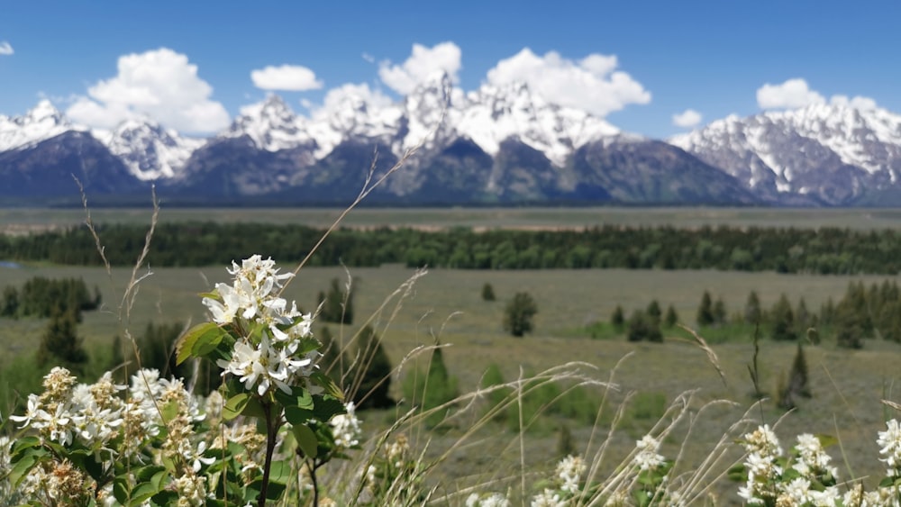 white-petaled flower field