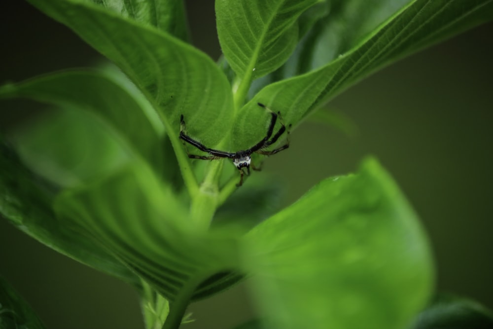 a spider crawling on a green leafy plant