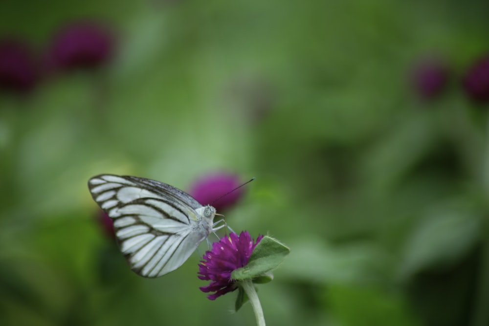 white and brown butterfly on purple-petaled flower