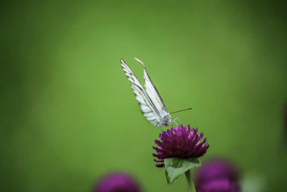 selective focus photography of butterfly on purple petaled flower