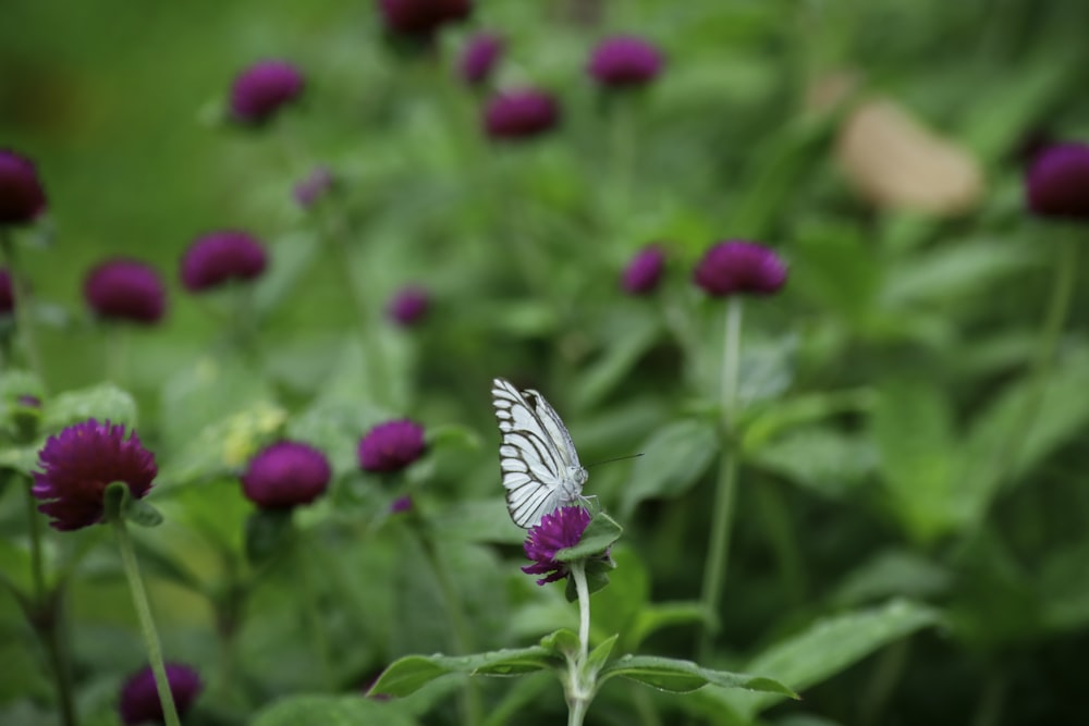 white and black butterfly on flower