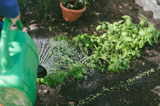 A verdelia watering can gently sprinkling water over fresh green seedlings.
