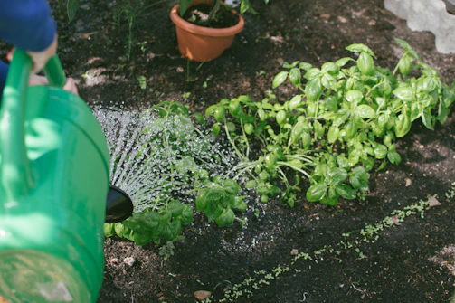 A volunteer lovingly watering the green plants that brighten the animal enclosures.