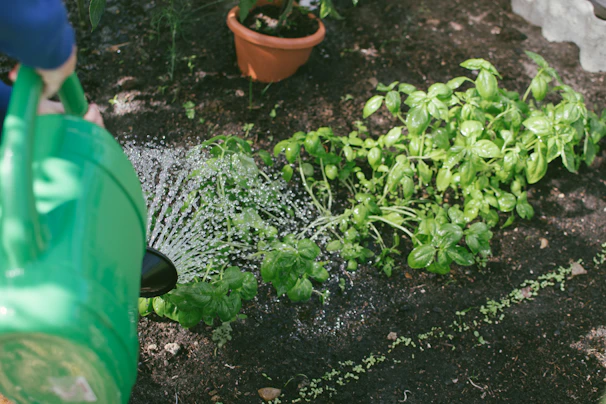 A young student carefully watering vibrant green plants with a small watering can