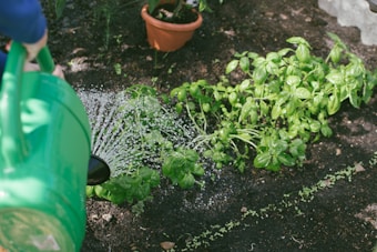 A lush green plant in a garden is being watered with a green watering can. Water droplets scatter over the leaves and soil, showing care and attention to the garden. In the background, a potted plant can be seen, adding to the garden ambiance.