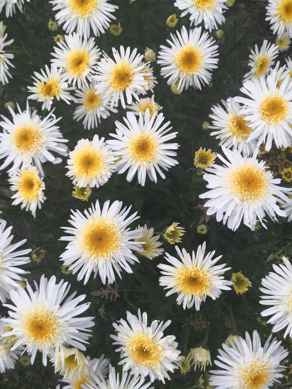 クローズアップ写真の白い花びらの花