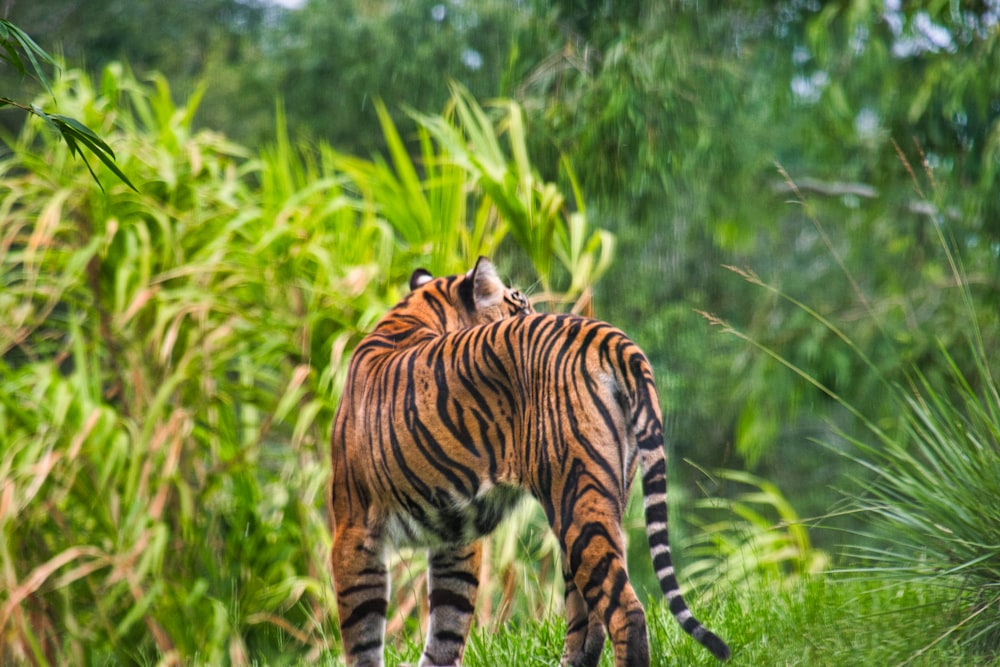 tigre marchant sur l’herbe verte pendant la journée
