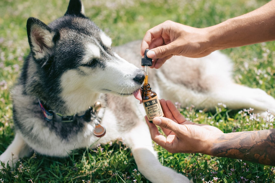 Improving Your Dogs Well-being with CBD