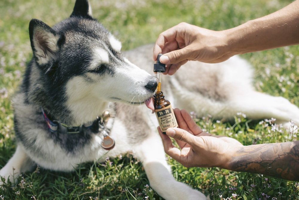 man giving medicine to a Siberian husky