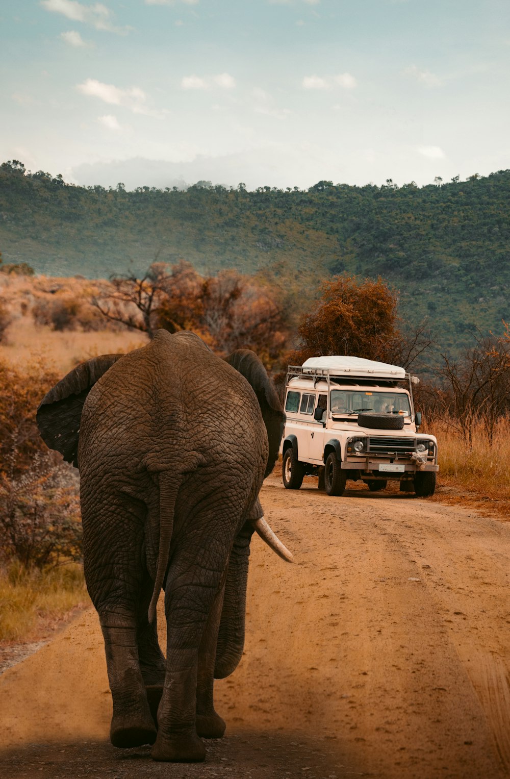 Veículo branco perto do elefante cinzento