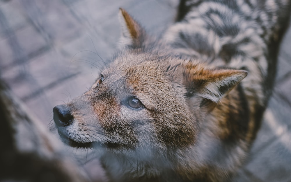 brown and gray dog in closeup photo