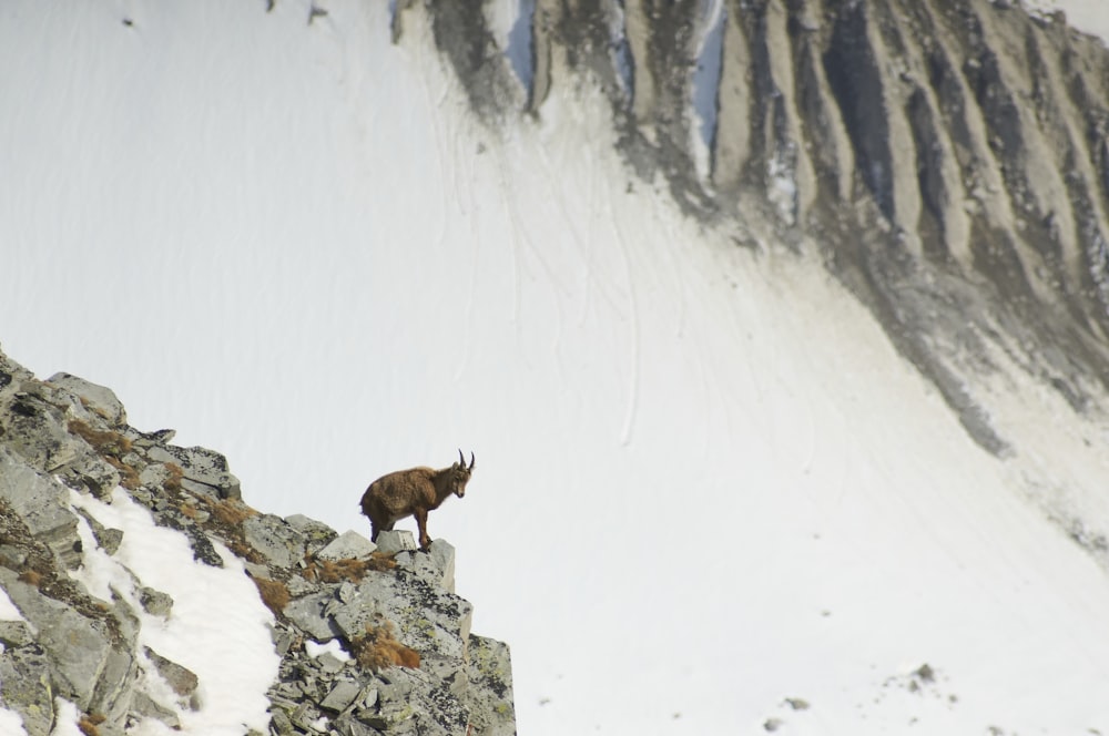 brown goat on rock cliff