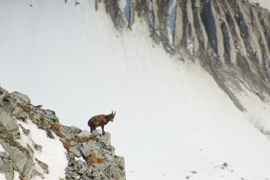 brown goat on rock cliff