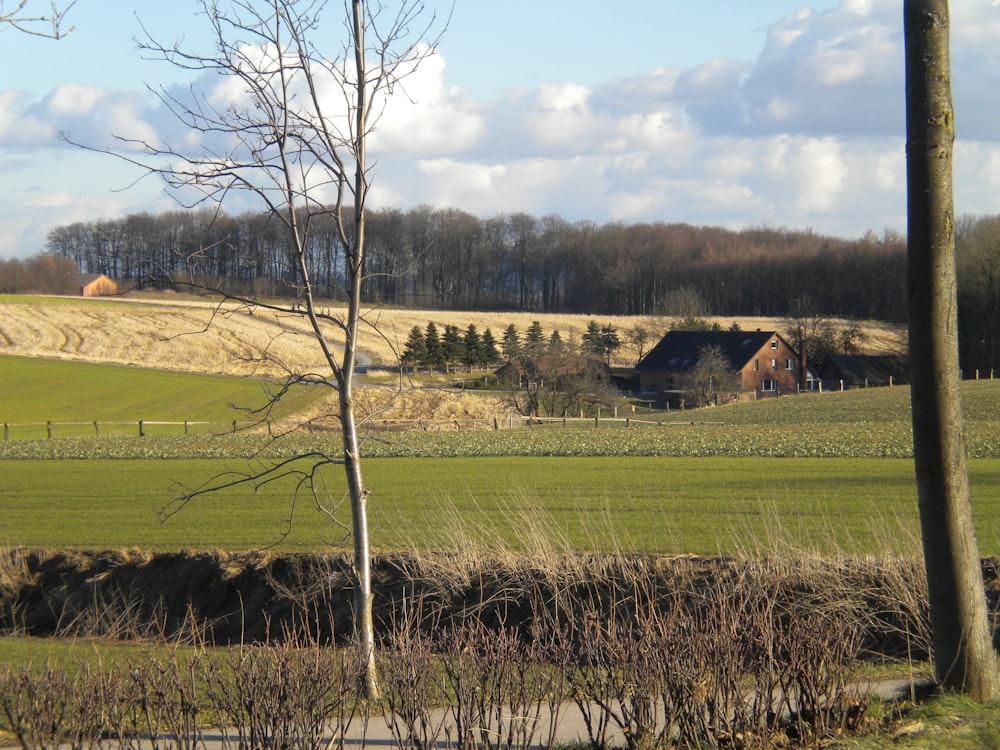 houses near tree during daytiem