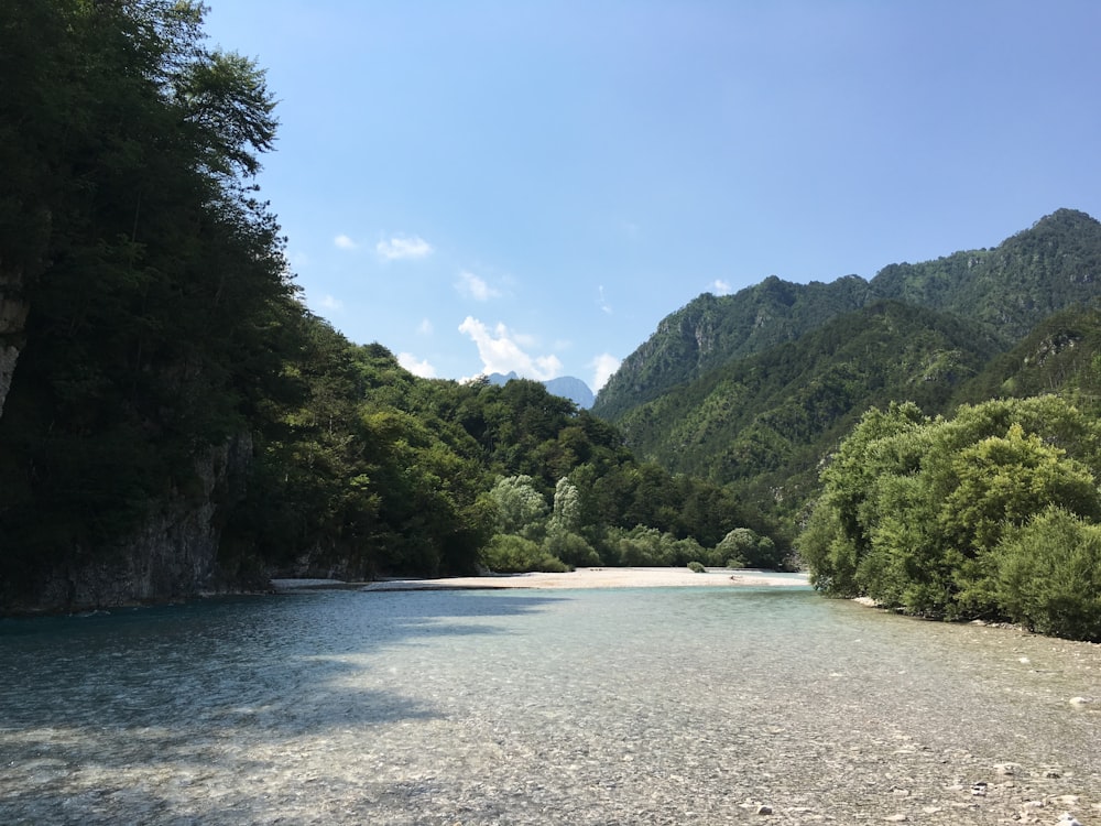 green-leafed tree near body of water