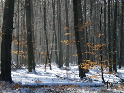 withered trees on forest luxembourg zoom background