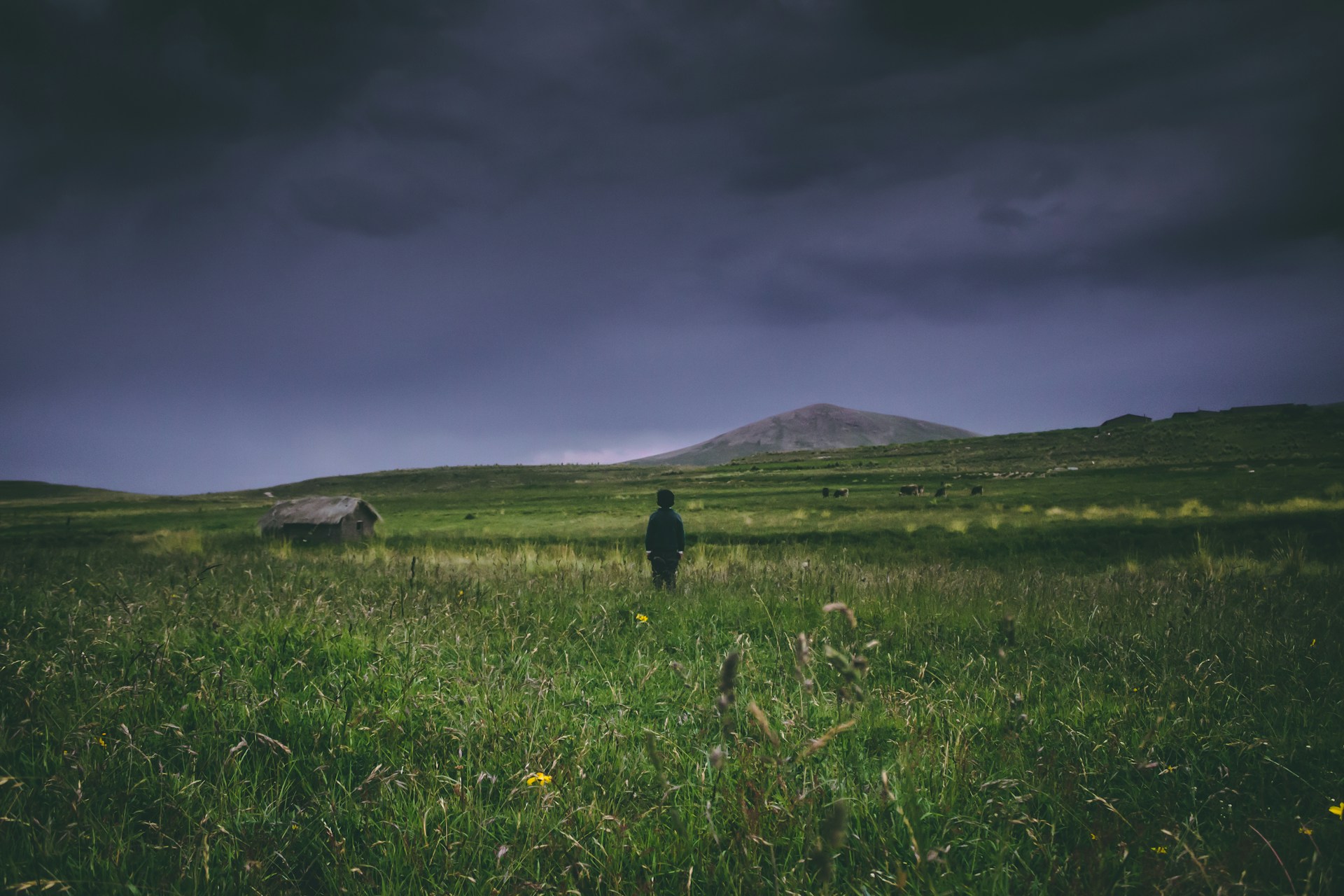 green grass field