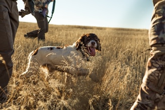 A brown and white dog with its tongue out is moving through a field of tall, dry grass. Surrounding the dog are people dressed in camouflage gear, suggesting they may be on a hunting trip. The sun casts a warm, golden light over the scene, highlighting the textures of the grass.