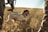 A brown and white dog with its tongue out is moving through a field of tall, dry grass. Surrounding the dog are people dressed in camouflage gear, suggesting they may be on a hunting trip. The sun casts a warm, golden light over the scene, highlighting the textures of the grass.