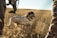 A brown and white dog with its tongue out is moving through a field of tall, dry grass. Surrounding the dog are people dressed in camouflage gear, suggesting they may be on a hunting trip. The sun casts a warm, golden light over the scene, highlighting the textures of the grass.