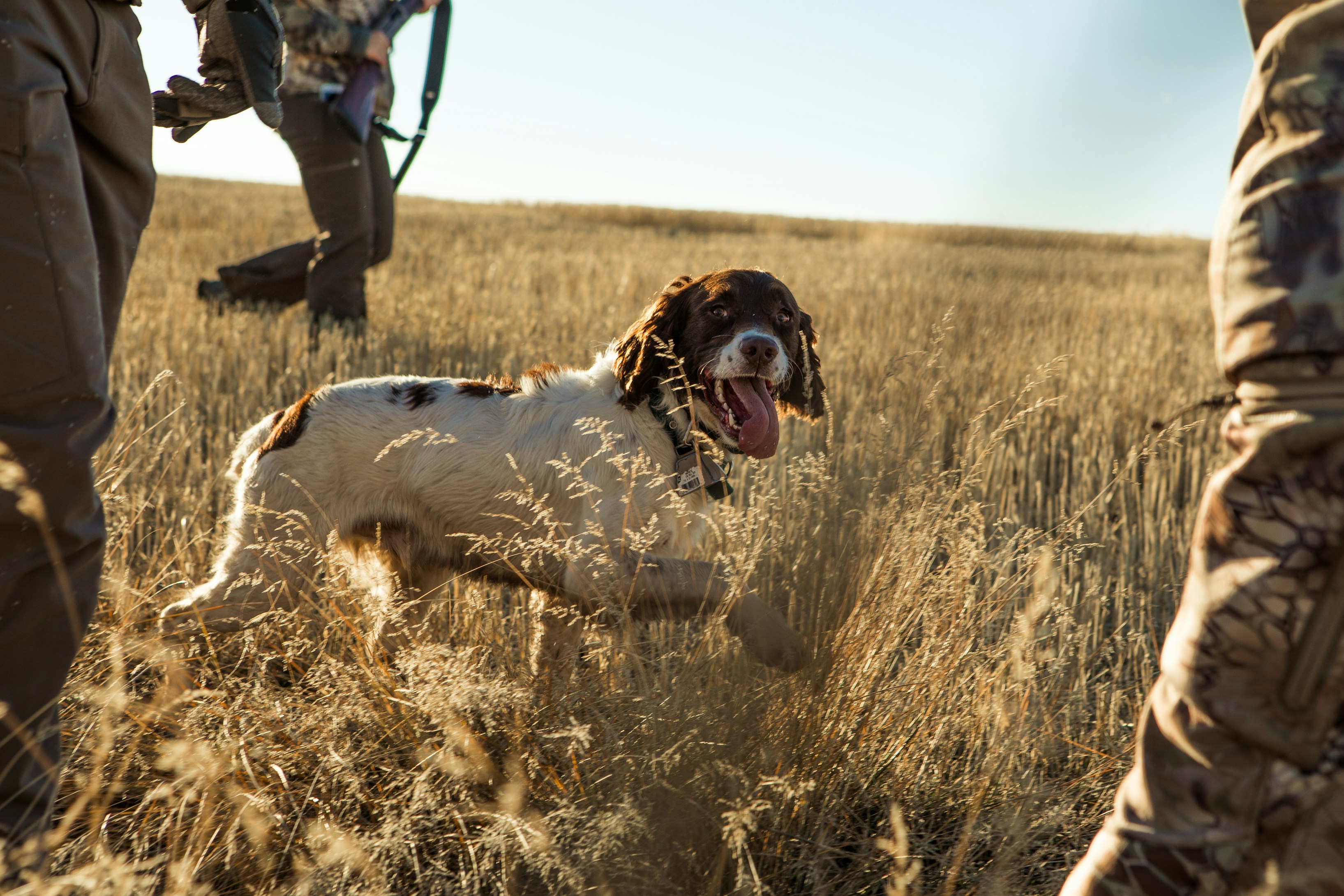 Why I Hunt: A New Mexico Elk Hunt